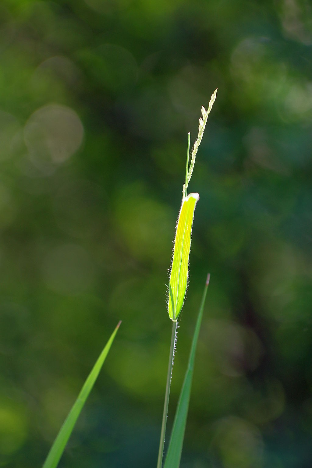 一花一世界，一草一枯荣（50 135第二次试拍）