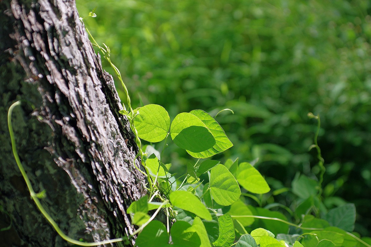 一花一世界，一草一枯荣（50 135第二次试拍）
