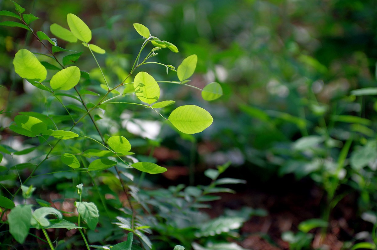 一花一世界，一草一枯荣（50 135第二次试拍）