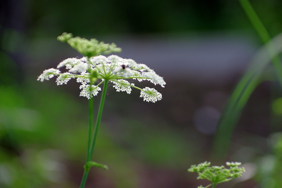 一花一世界，一草一枯荣（50 135第二次试拍）