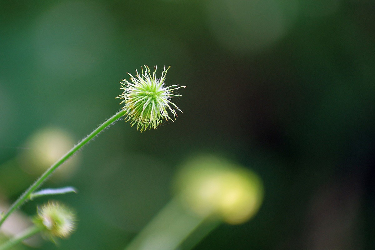 一花一世界，一草一枯荣（50 135第二次试拍）