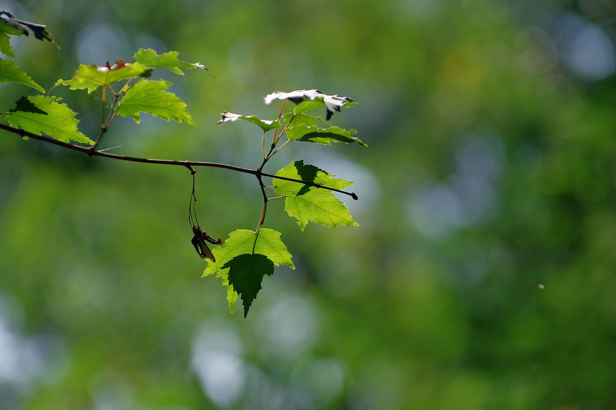 一花一世界，一草一枯荣（50 135第二次试拍）