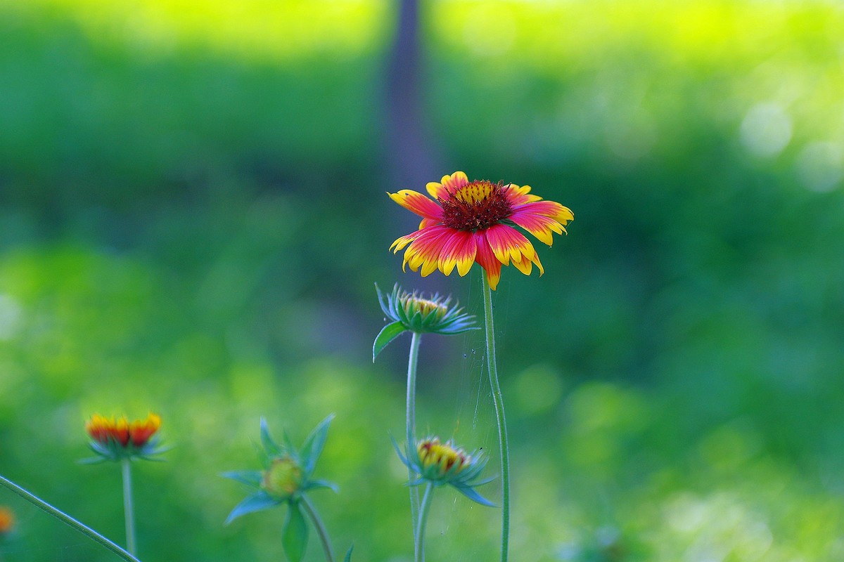 一花一世界，一草一枯荣（50 135第二次试拍）