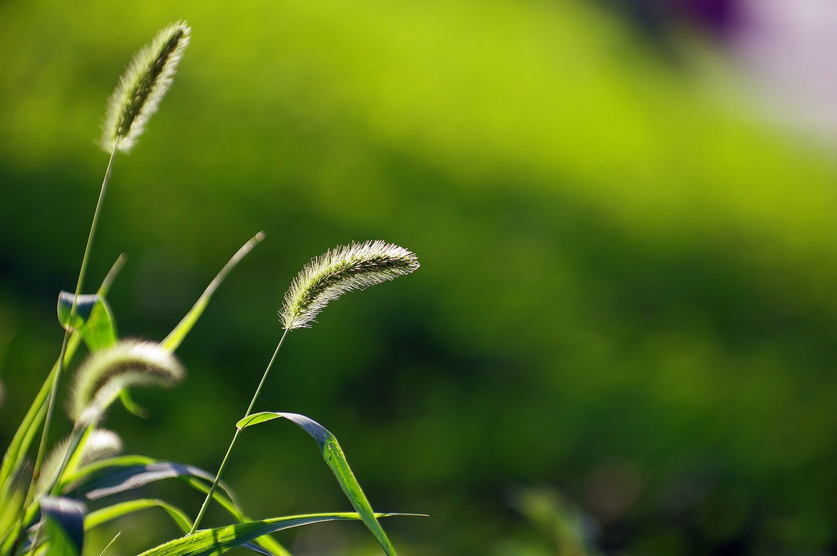 一花一世界，一草一枯荣（50 135第二次试拍）