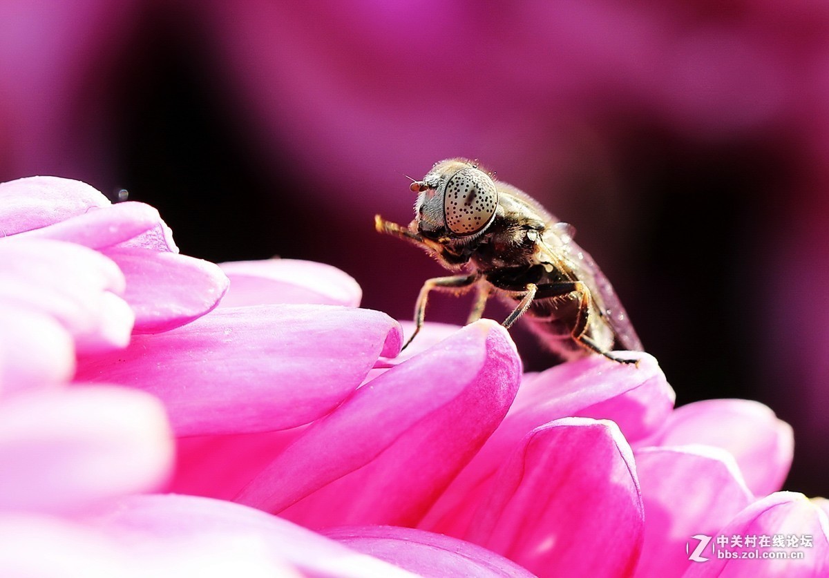 #版主坐堂# 2017年11月微距摄影星空(中国)精华集萃