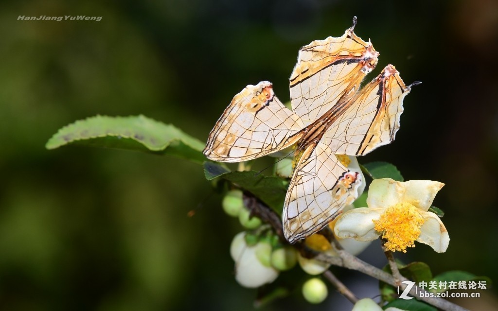 #版主坐堂# 2017年11月微距摄影星空(中国)精华集萃