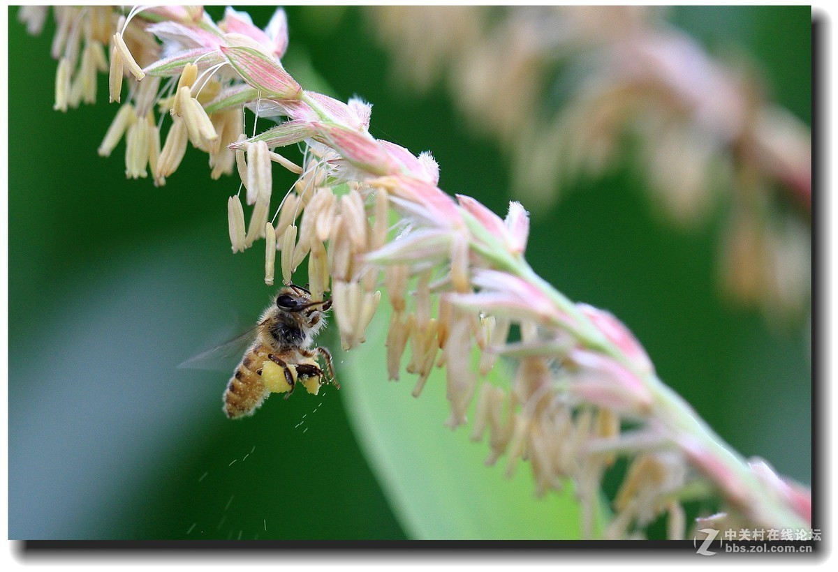 #版主坐堂# 2017年11月微距摄影星空(中国)精华集萃