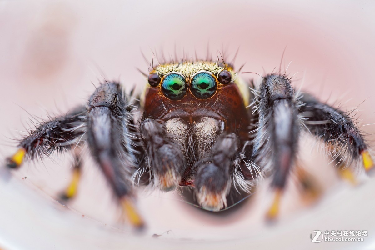 #版主坐堂# 2017年11月微距摄影星空(中国)精华集萃