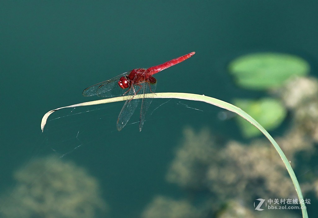 #版主坐堂# 2017年11月微距摄影星空(中国)精华集萃