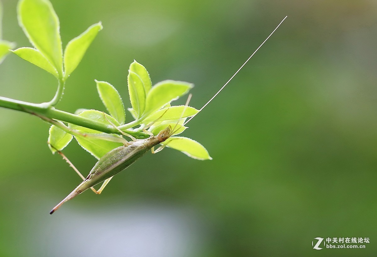 #版主坐堂# 2017年11月微距摄影星空(中国)精华集萃