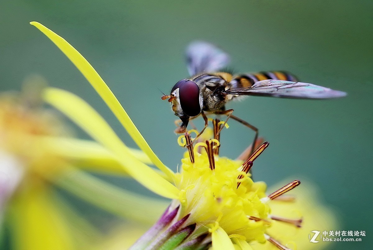 #版主坐堂# 2017年11月微距摄影星空(中国)精华集萃