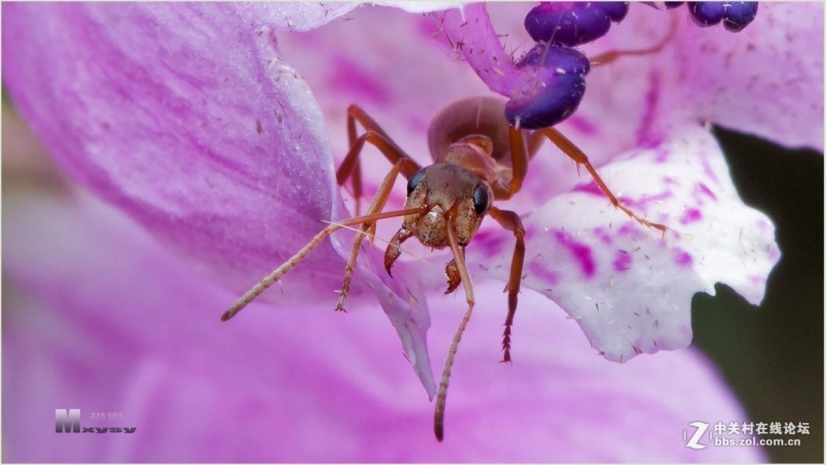 #版主坐堂# 2017年11月微距摄影星空(中国)精华集萃