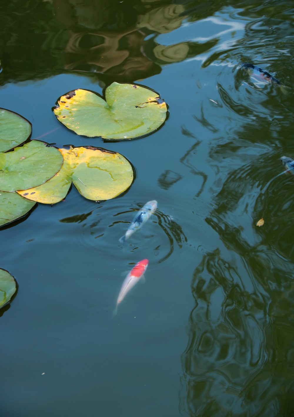 鱼戏莲叶东鱼戏莲叶西