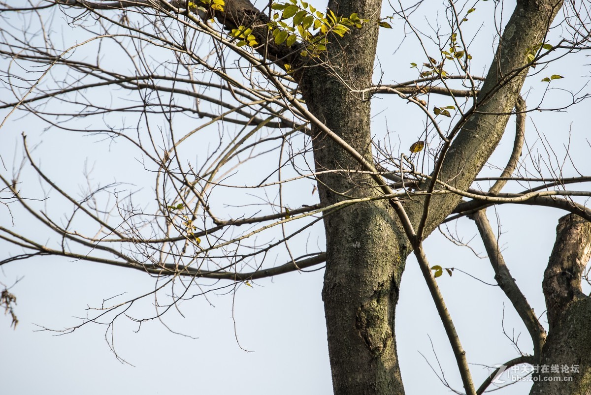 今天发现D80不能对焦了，重置后正常了，试机正常，失而复得大喜！！