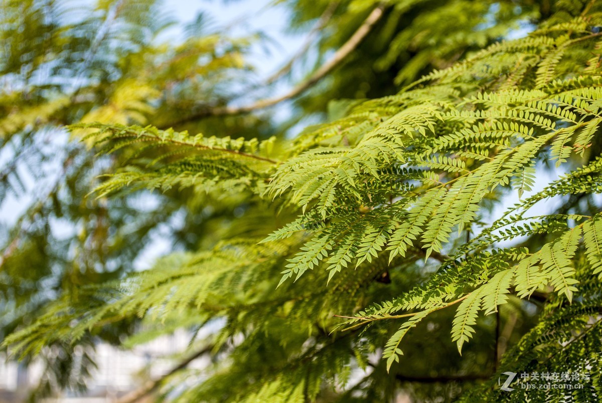 今天发现D80不能对焦了，重置后正常了，试机正常，失而复得大喜！！