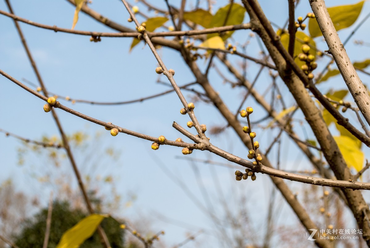 今天发现D80不能对焦了，重置后正常了，试机正常，失而复得大喜！！
