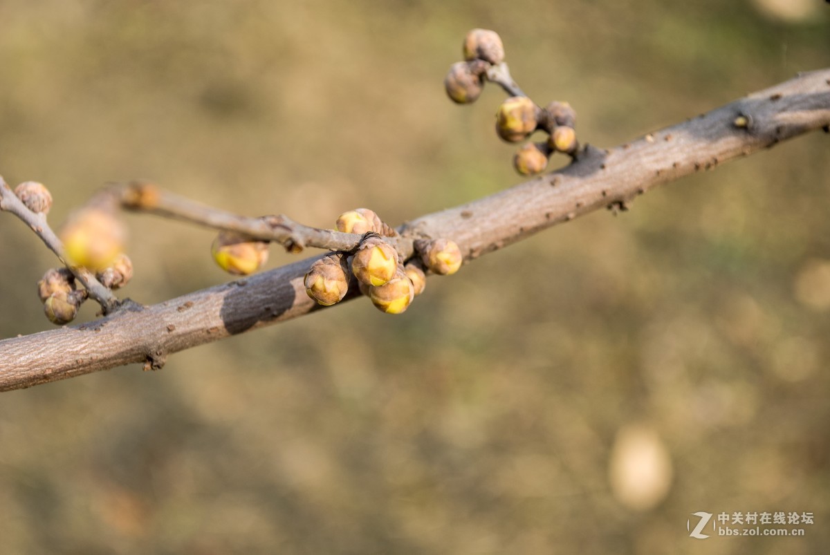 今天发现D80不能对焦了，重置后正常了，试机正常，失而复得大喜！！