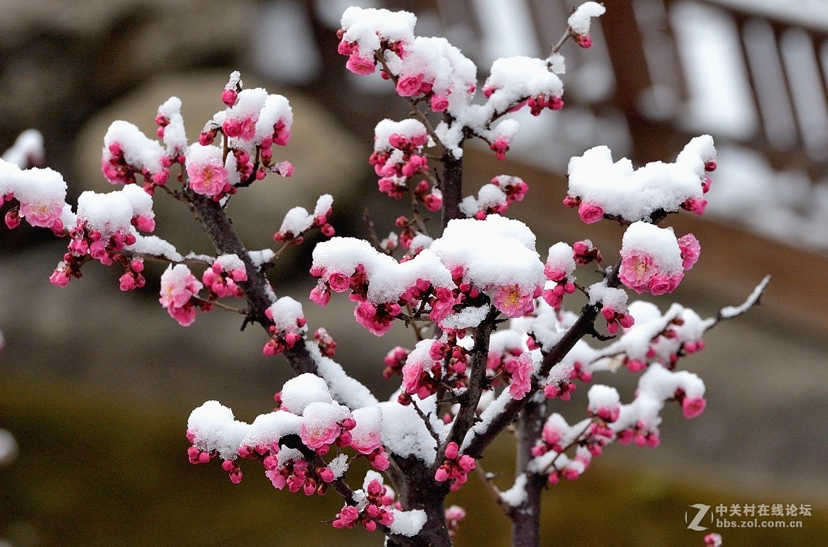 在发一组傲雪寒梅