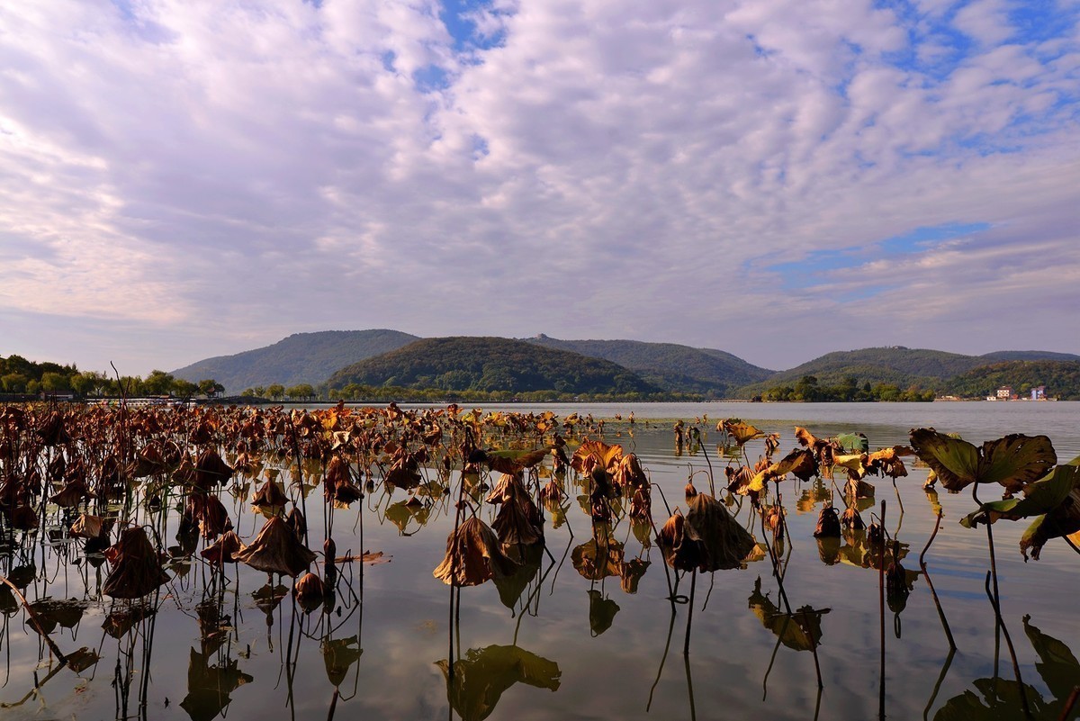 南北湖秋游D800E加适马24 1.4一镜走天下，能拍就拍拍不到就看看！
