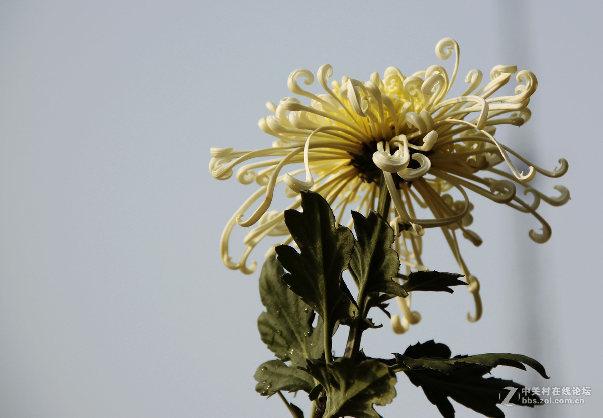 菊