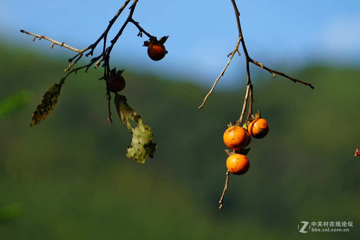 一棵野柿子树结满了小柿子