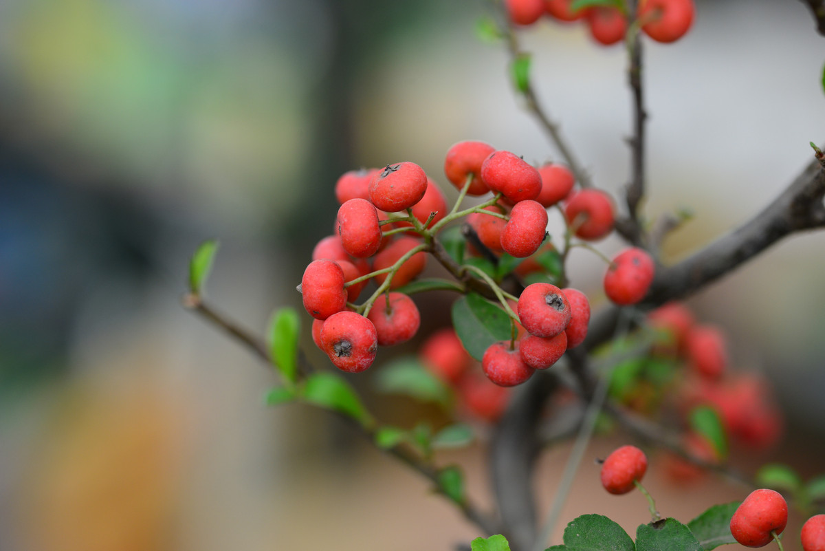 进入蔡百微试拍