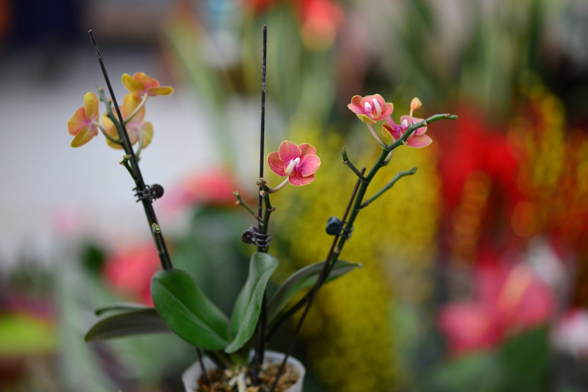 进入蔡百微试拍