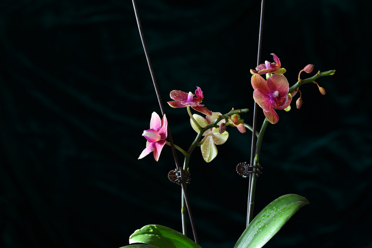 进入蔡百微试拍