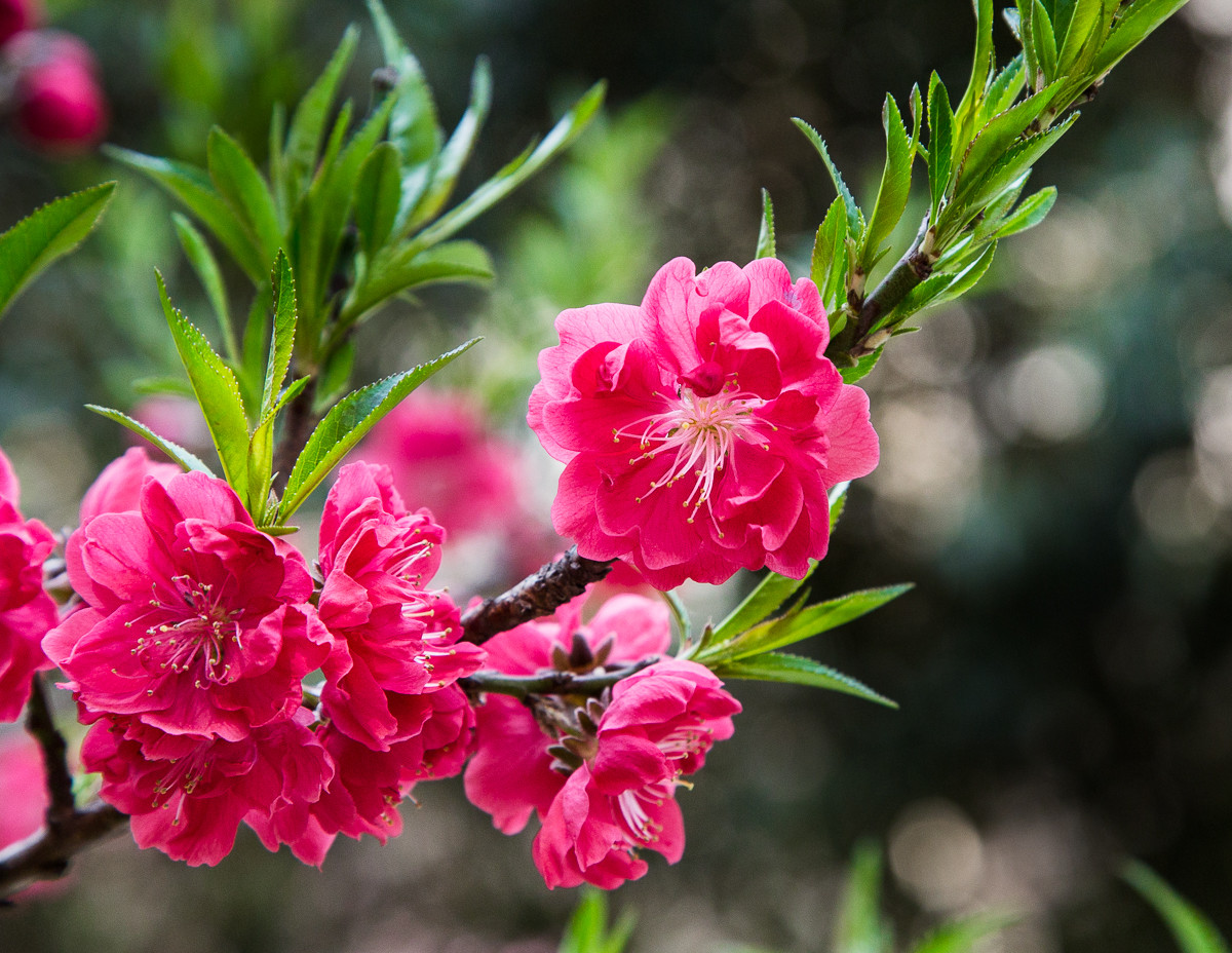 20160328粉红碧桃花