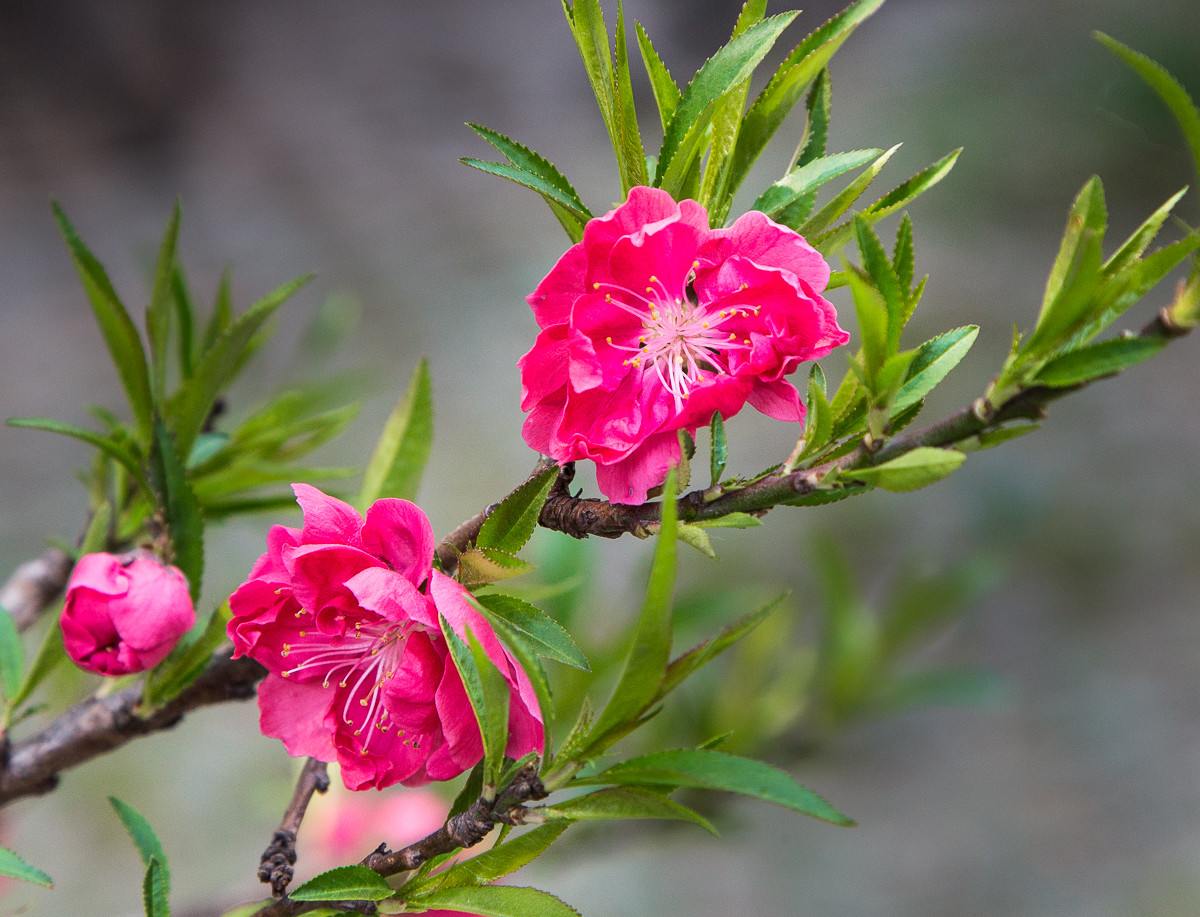 20160328粉红碧桃花