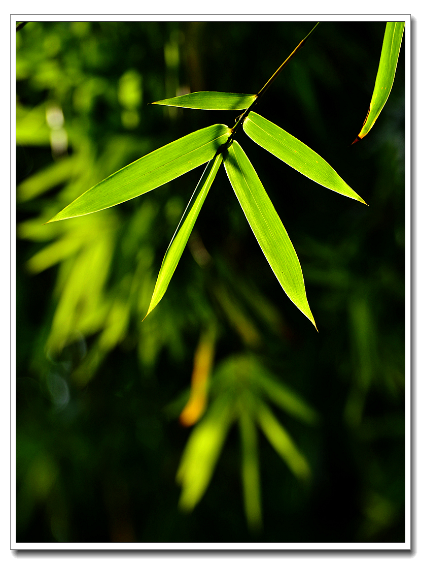 《 竹叶 》-中关村在线摄影论坛
