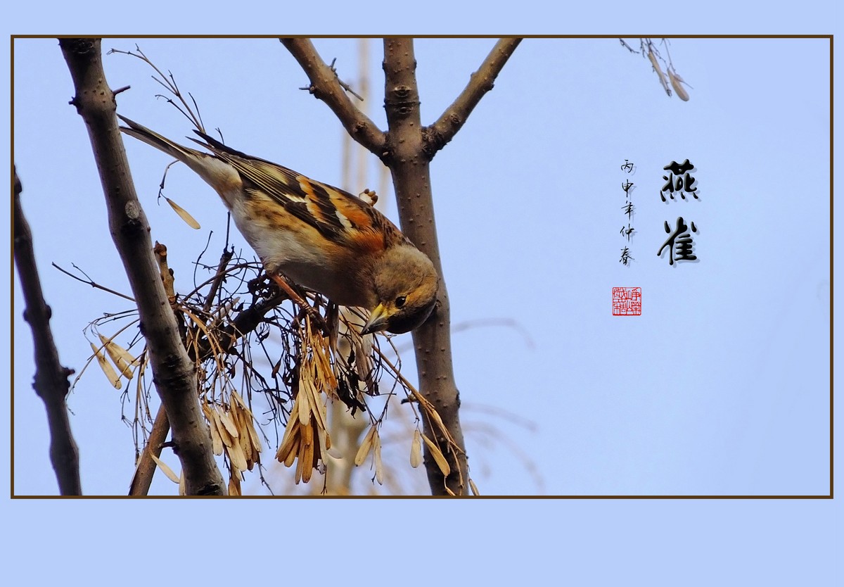 饱餐白蜡树籽的燕雀