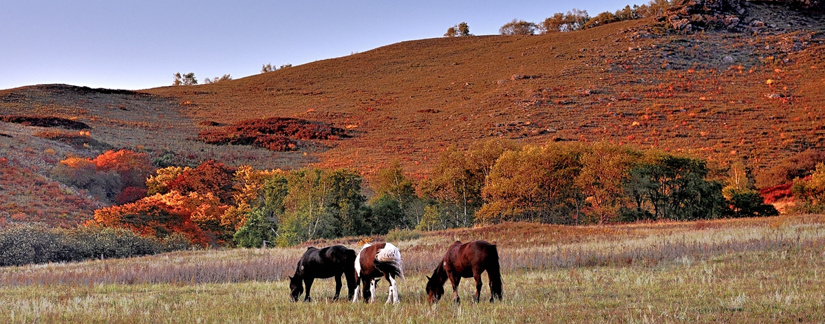 2015金秋乌兰布统------北沟［兼请假帖］