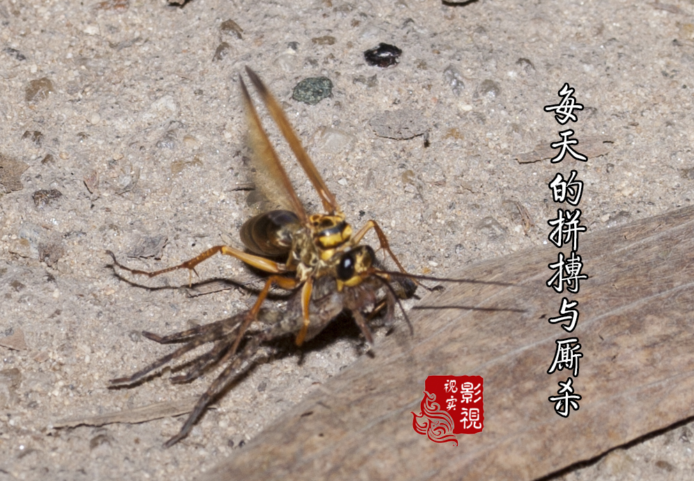 自然界的搏杀生存