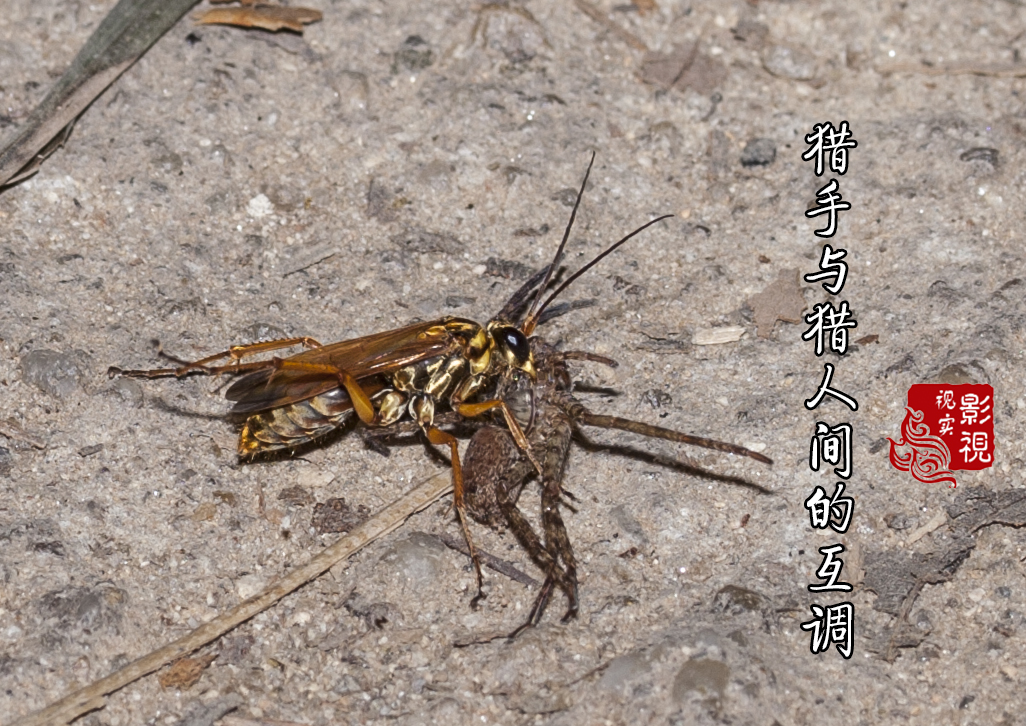 自然界的搏杀生存