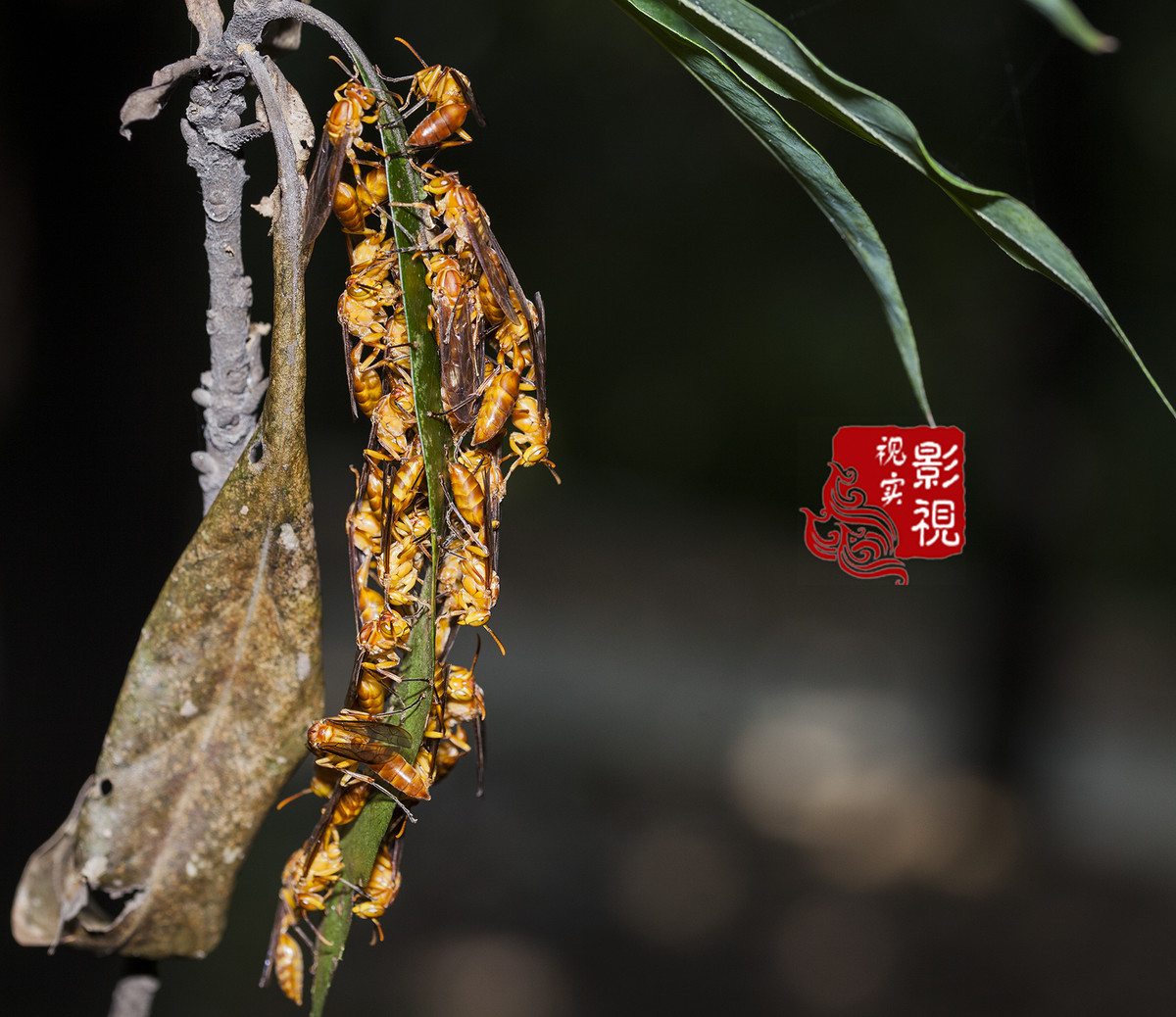 自然界的搏杀生存