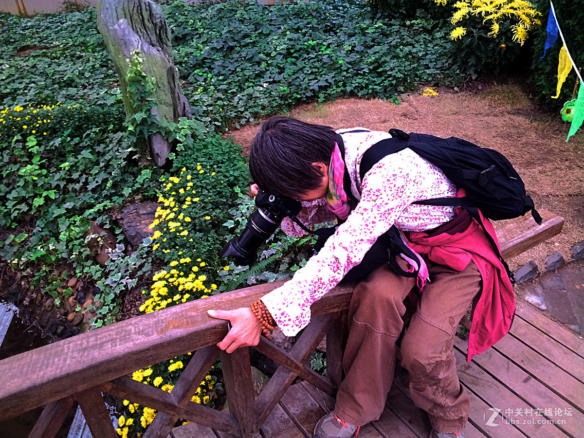 全民摄影 菊花展手机人物随拍