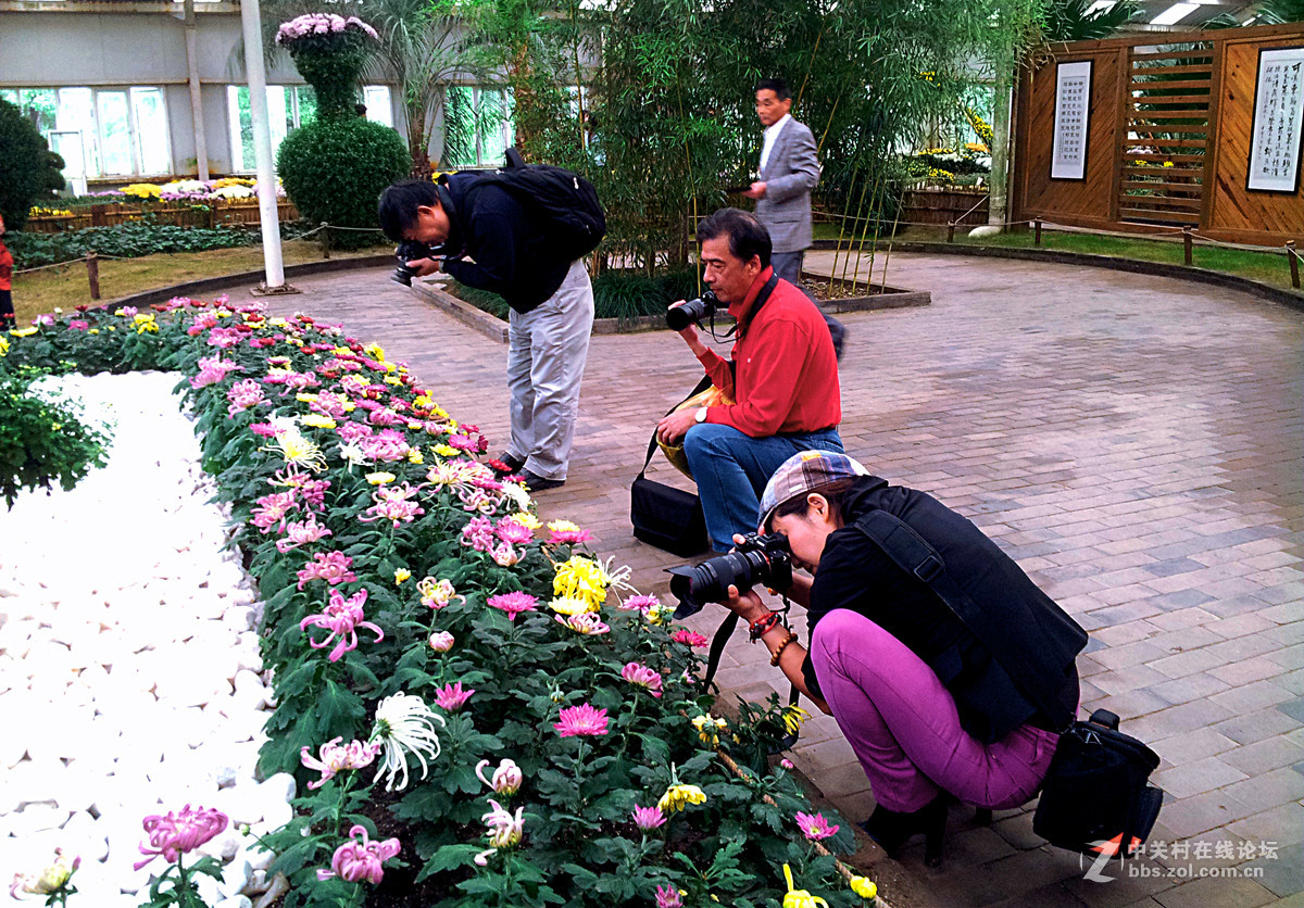 全民摄影 菊花展手机人物随拍