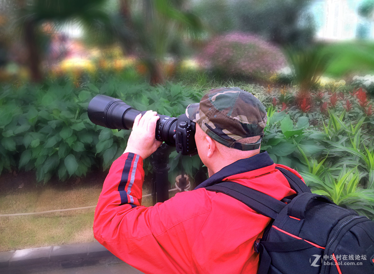 全民摄影 菊花展手机人物随拍