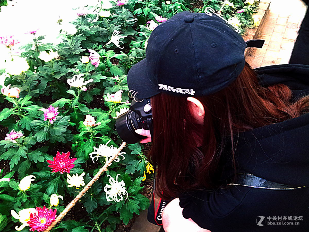 全民摄影 菊花展手机人物随拍