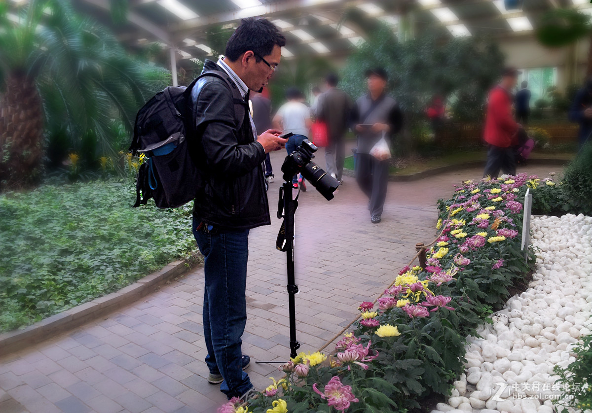 全民摄影 菊花展手机人物随拍