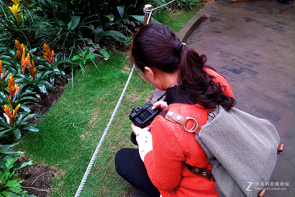 全民摄影 菊花展手机人物随拍