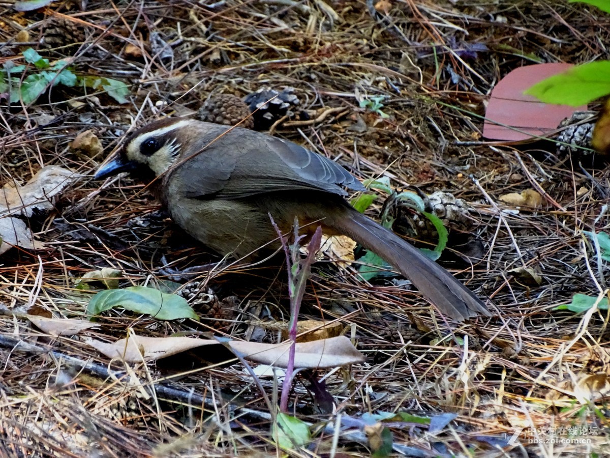 打鳥畫眉