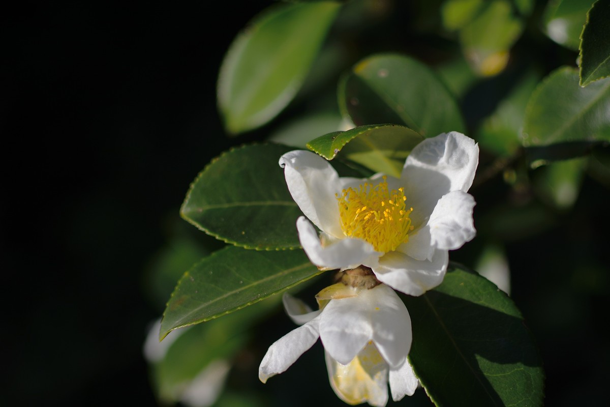 晨光沐浴下的山油茶花