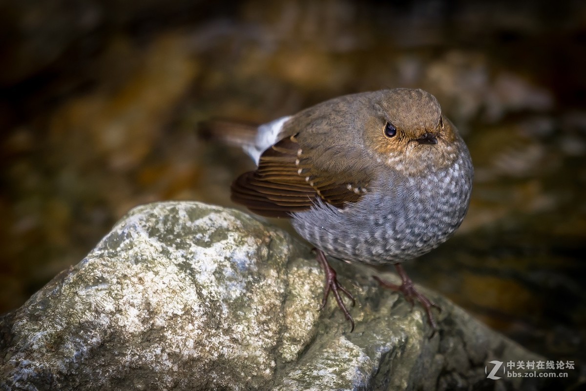 D810+适马150-600C拍的鸟