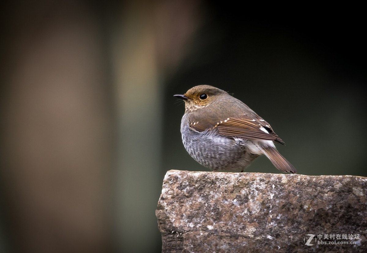 D810+适马150-600C拍的鸟