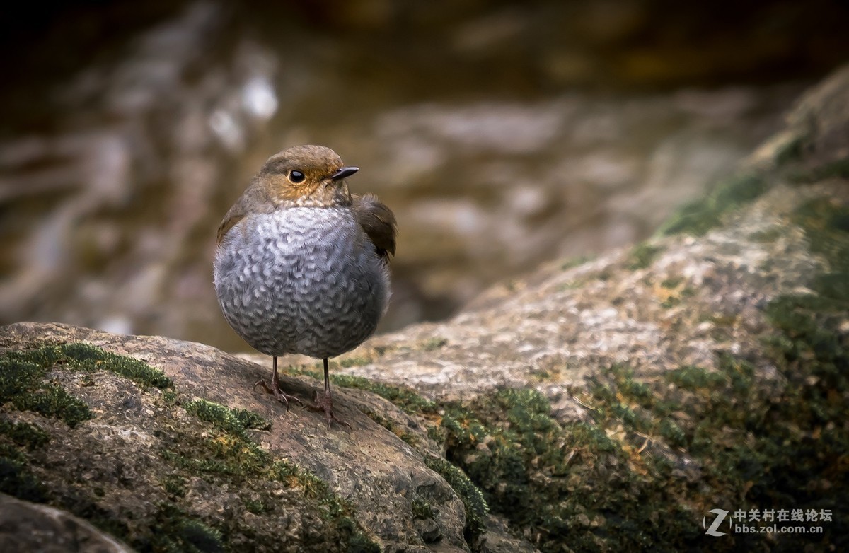 D810+适马150-600C拍的鸟
