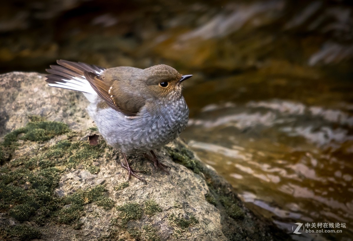 D810+适马150-600C拍的鸟