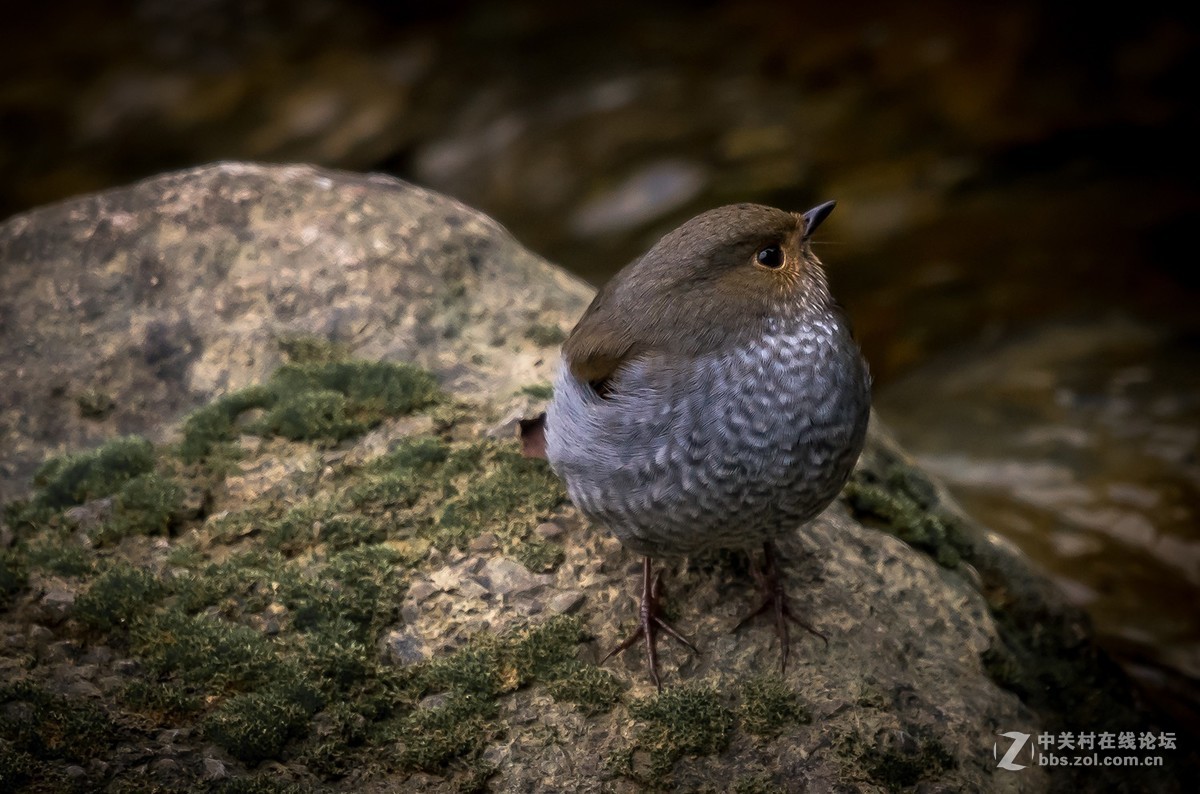 D810+适马150-600C拍的鸟