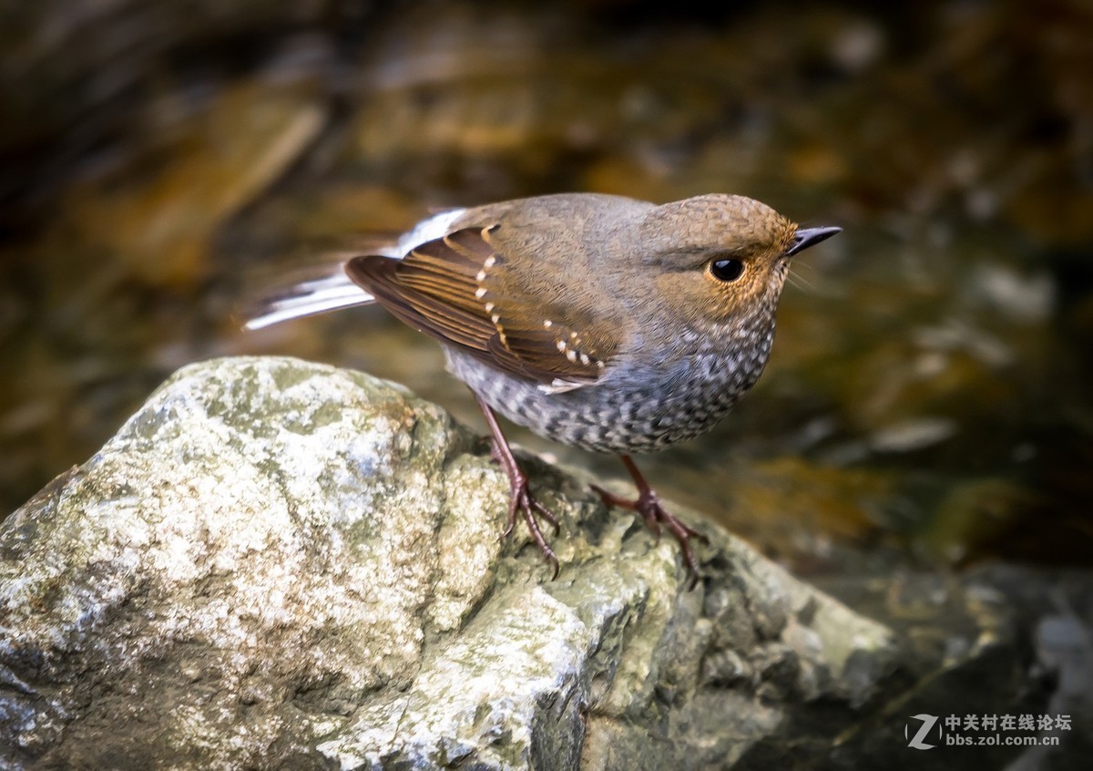 D810+适马150-600C拍的鸟